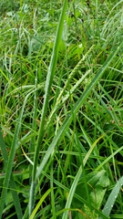 Paspalum laeve