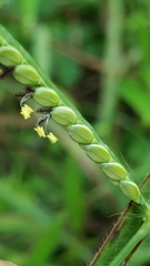 Paspalum laeve