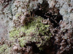 Chaenotheca furfuracea