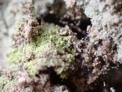 Chaenotheca furfuracea