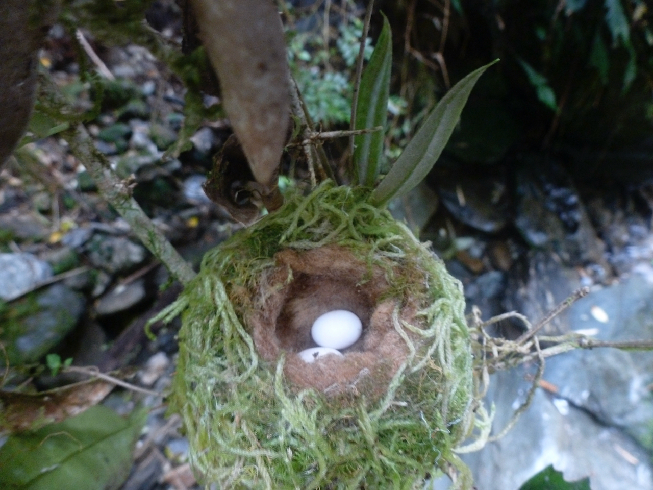 Green-backed Firecrown illustration