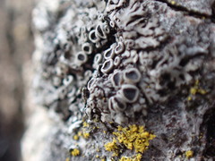 Phaeophyscia ciliata