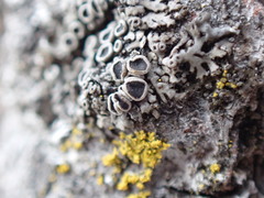 Phaeophyscia ciliata