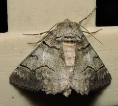 Hypobapta diffundens