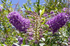 Veronica speciosa