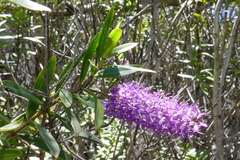 Veronica speciosa