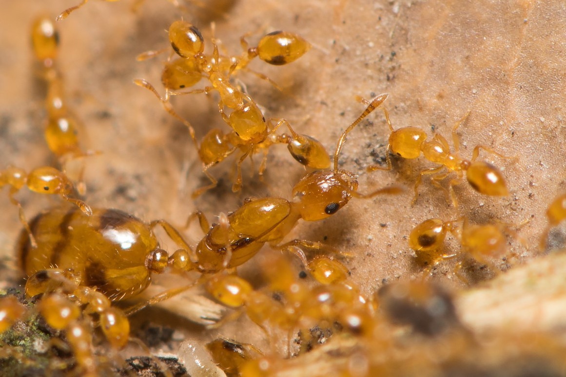 Monomorium bimaculatum