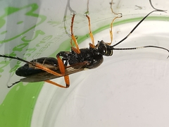 Diphyus quadripunctorius