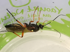 Diphyus quadripunctorius