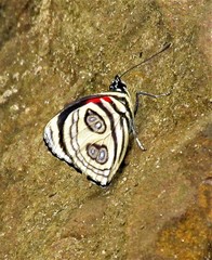 Catagramma pygas thamyras