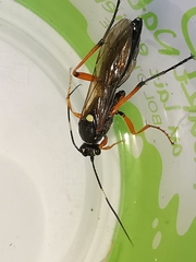 Diphyus quadripunctorius