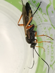 Diphyus quadripunctorius