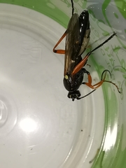 Diphyus quadripunctorius