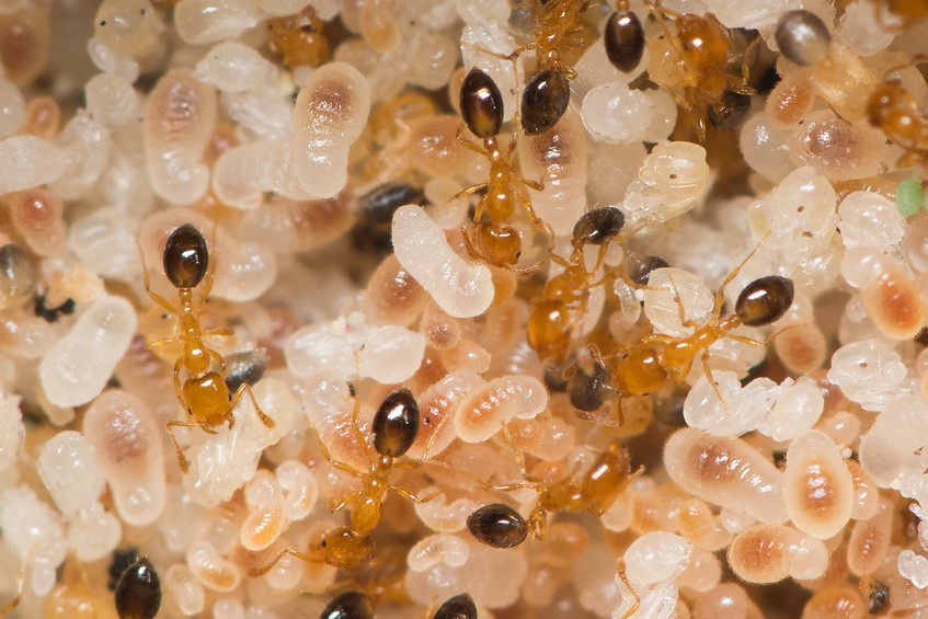Monomorium intrudens