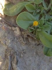 Anthyllis circinnata