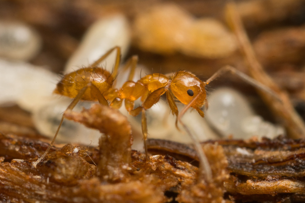 Nylanderia from 香港 on July 09, 2017 at 0825 AM by alex_insect. 45