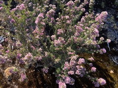 Verticordia plumosa