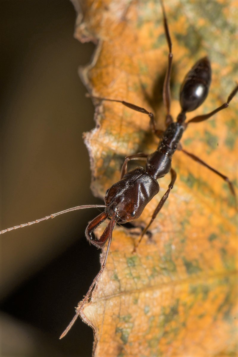 Odontomachus rixosus