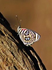 Catagramma pygas thamyras