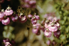 Calceolaria picta