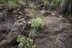 Crassula sarcocaulis
