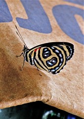 Catagramma pygas thamyras