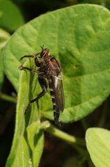 Stenopogoninae