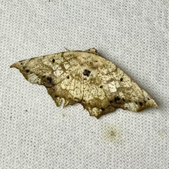 Polyacme dissimilis