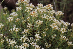 Crassula sarcocaulis