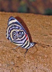 Catagramma pygas thamyras