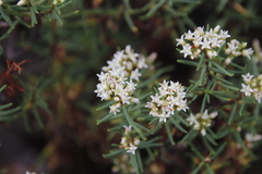 Crassula sarcocaulis