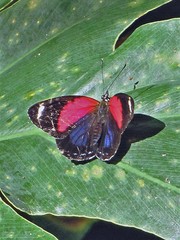 Catagramma pygas thamyras