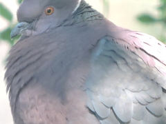 Patagioenas araucana