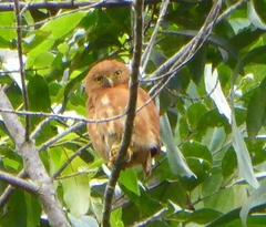 Glaucidium