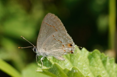 Strymon rufofusca