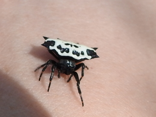 Photo of Spinybacked Orbweaver (Gasteracantha cancriformis)