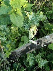 Fumaria capreolata