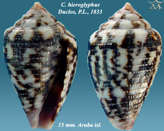 Hieroglyphic Cone