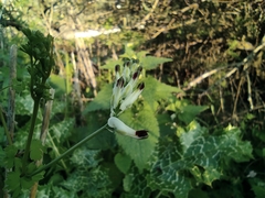 Fumaria capreolata