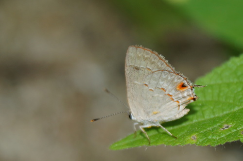 Red-crescent Scrub-Hairstreak