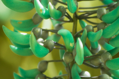 Strongylodon macrobotrys