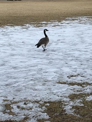 Branta canadensis