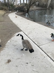 Branta canadensis