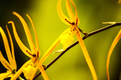 Brassia
