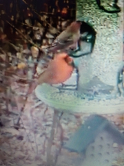 Cardinalis cardinalis