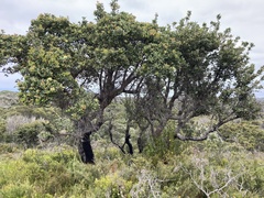 Banksia ilicifolia