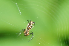 Micrathena funebris