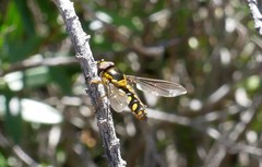 Allograpta borbonica