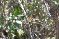 Allograpta borbonica