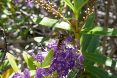Allograpta borbonica